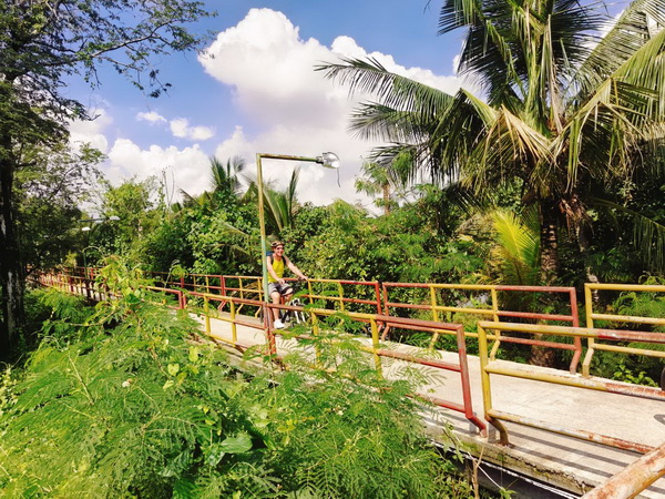 Cyclist riding along lush green elevated pathways surrounded by dense tropical vegetation in Bangkachao