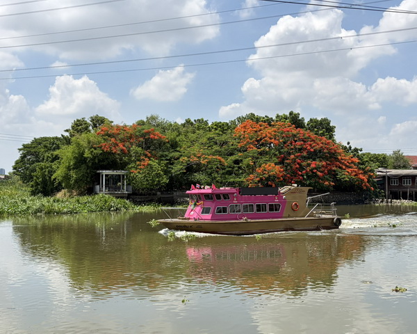 Colourful pink tourist cruise boat passing through a scenic countryside canal with flame trees in bloom