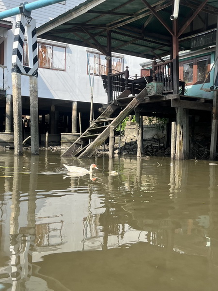 Traditional stilted houses built over the canal with ducks swimming below