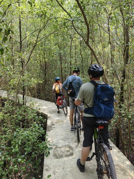 Cyclists riding along a narrow boardwalk path through dense mangrove forest
