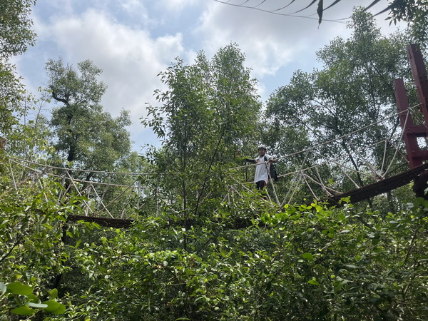 View from the suspension bridge looking down at lush green mangrove canopy below