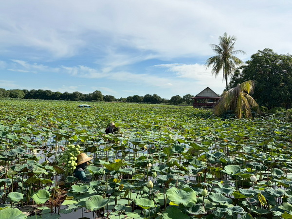 Harvesting lotus plants in the lush green plantations of Nakhon Pathom