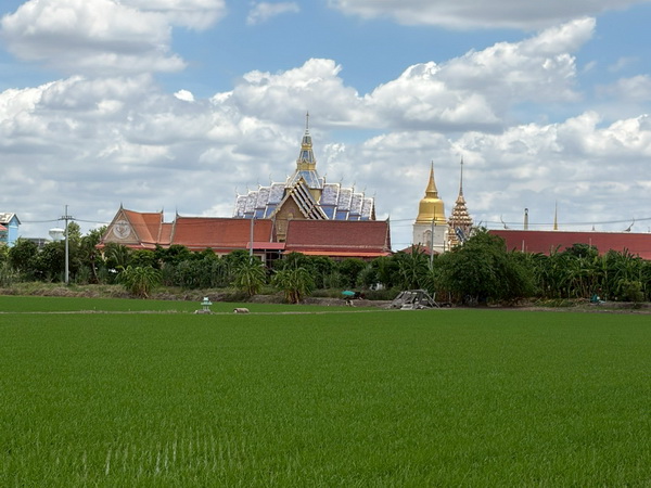 Scenic view of lush green rice paddies with traditional Thai temple in the background