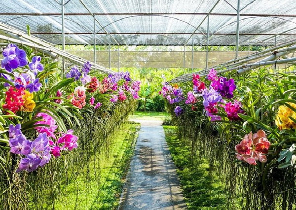 Rows of colorful blooming orchids at an orchid farm in Nakhon Pathom