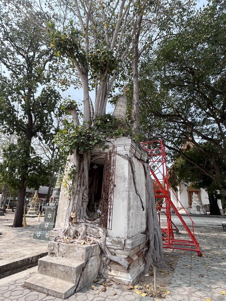 Ancient temple ruin with massive tree roots growing over and through the stone structure