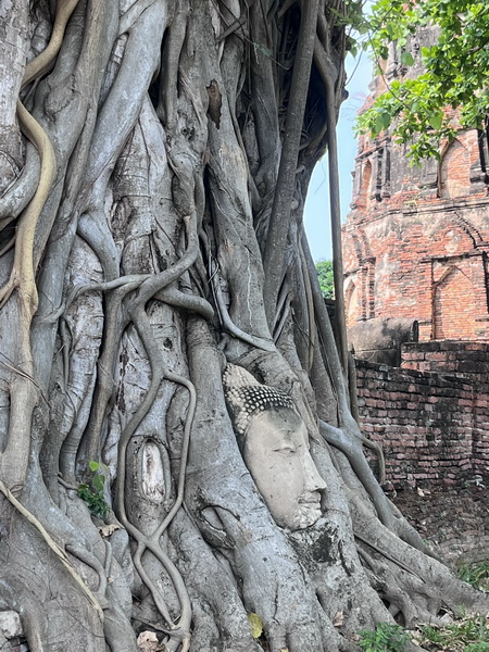 Iconic Buddha head entwined in the roots of a Bodhi tree at Wat Mahathat, Ayutthaya