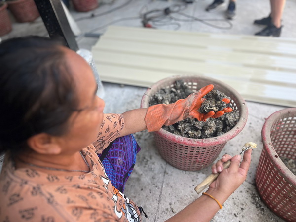 Local woman cleaning and sorting fresh oysters by hand at the seafood market