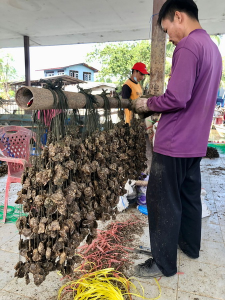Local fisherman working with hanging oyster clusters at the Angsila oyster farm