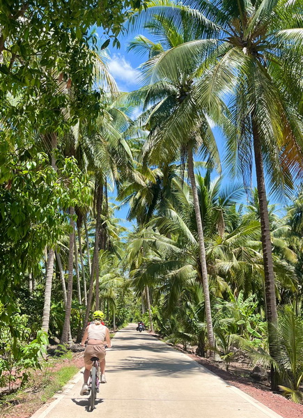 Cyclist riding along a peaceful road lined with tall coconut palm trees on the floating market tour