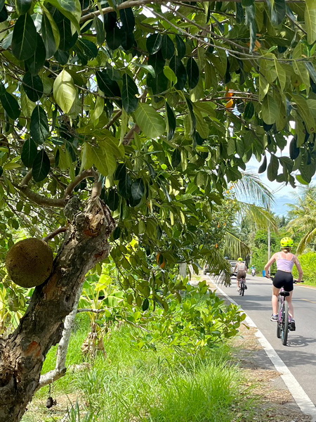 Cyclists riding past fruit trees including jackfruit along the route on the floating market tour