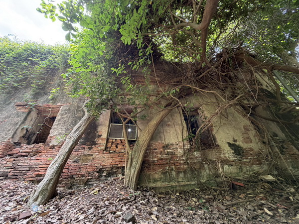 Ancient 300-year-old temple overgrown with vines and tree roots in the Bangkok countryside